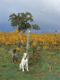 Our Wines